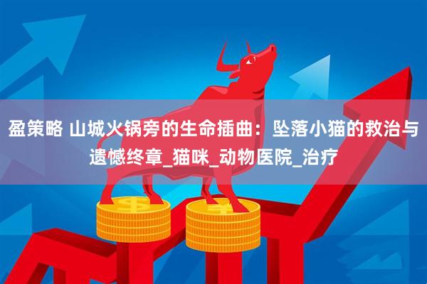 盈策略 山城火锅旁的生命插曲：坠落小猫的救治与遗憾终章_猫咪_动物医院_治疗